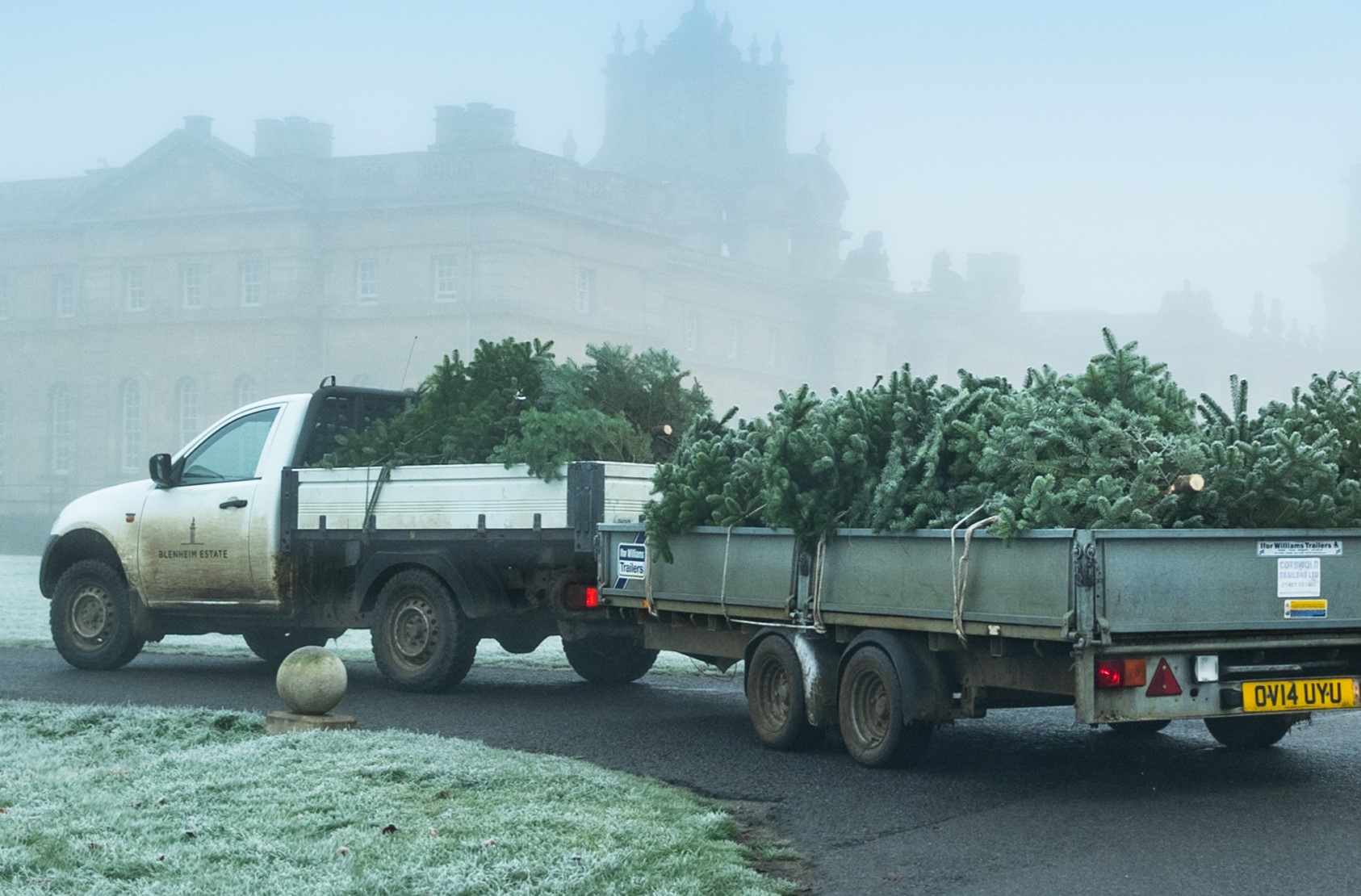 Festive Forest of Christmas Trees on Sale at Blenheim