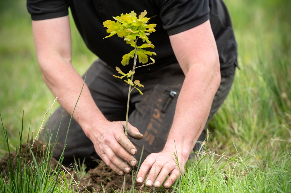 Homegrown success - the 80,000 tree seedlings helping Blenheim to plant for the future